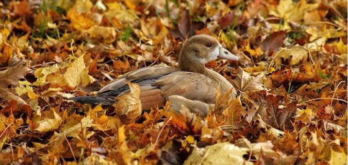 goldene-gans-maerchen-kamishibai