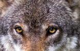 wolf-augen