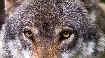 wolf-augen