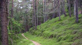 wald-c-lpa-landesforstdienste